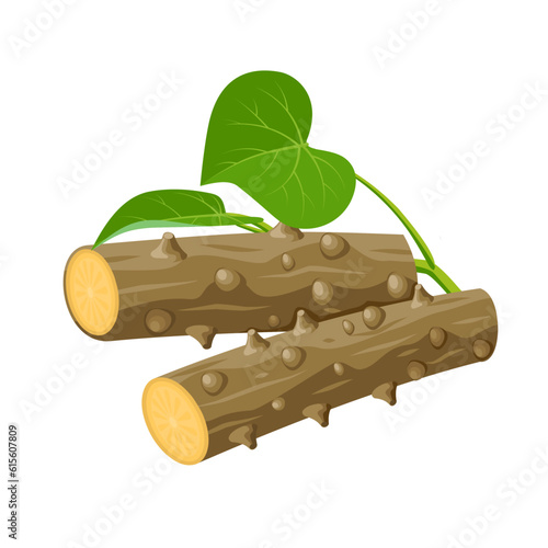 Vector illustration, Guduchi or Tinospora cordifolia, ayurvedic herbal plant, isolated on white background.