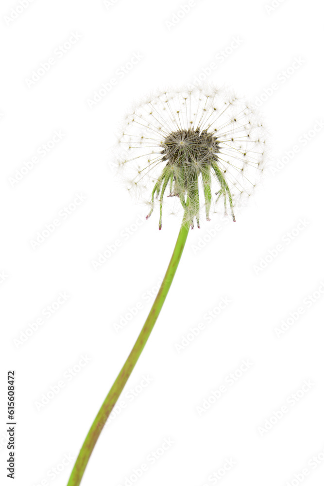 Dandelion flower isolated on white background, closeup