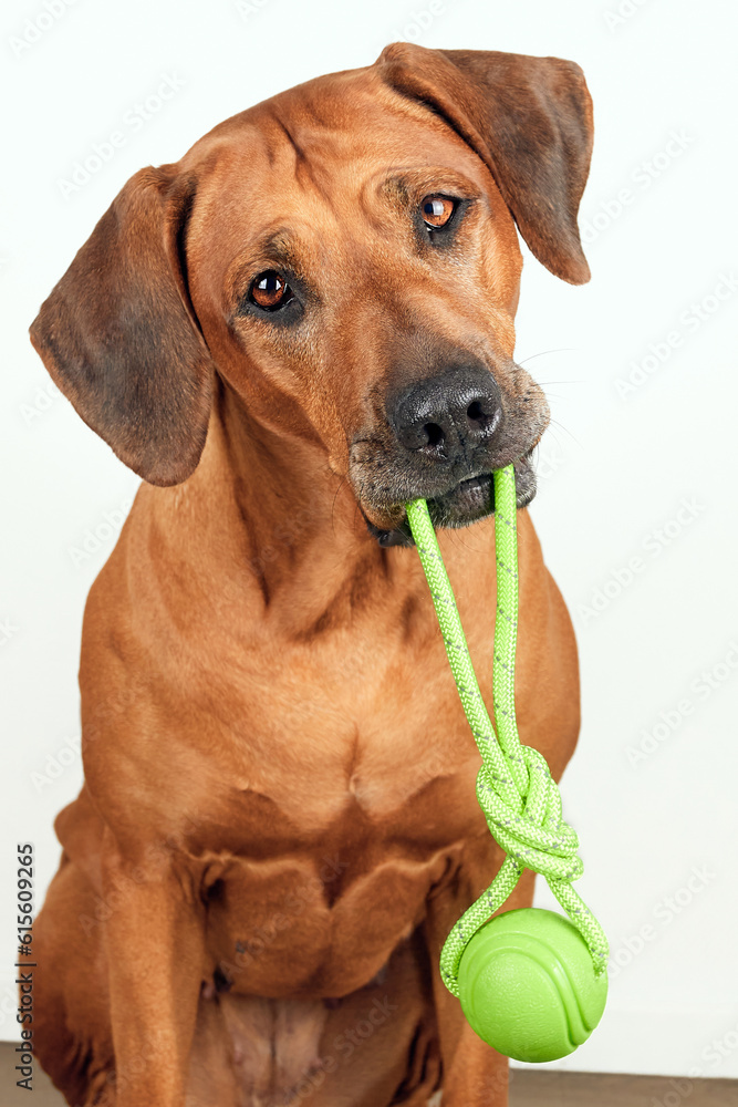 Rhodesian ridgeback dog holding green ball and looking at camera Close-up portrait