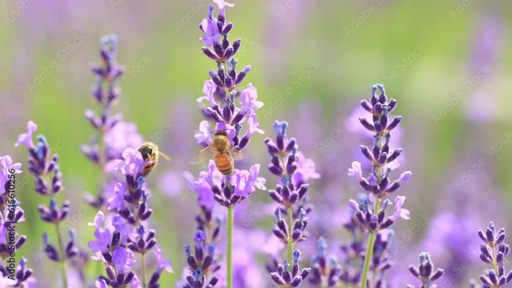 honey bee and lavender flowers honey bee and lavender flowers