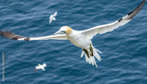 Great northern gannet in flight over the blue ocean photo