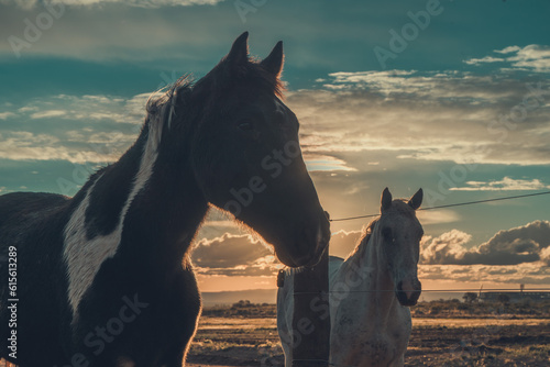 Sunset in the field