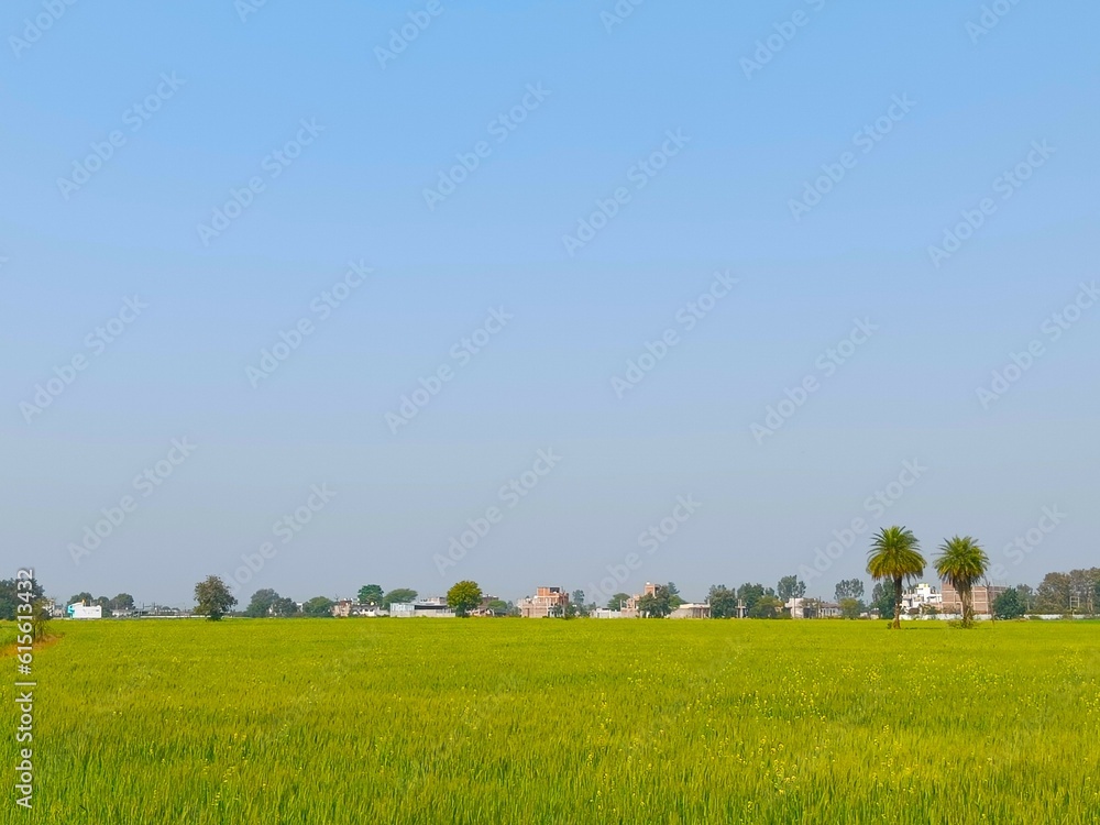 field with blue sky field with blue sky