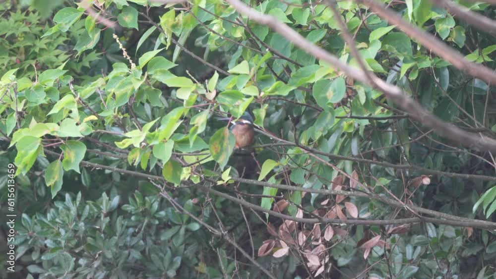 common kingfisher in a forest common kingfisher in a forest