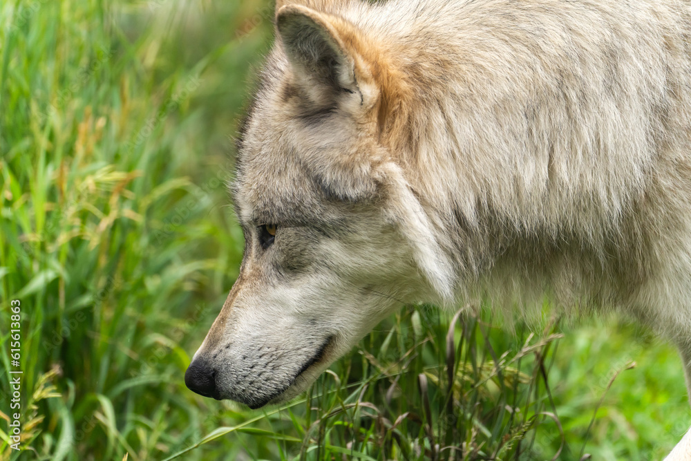 Close-up of White wolf at Yellowstone Grizzly and Wolf Discovery Center.