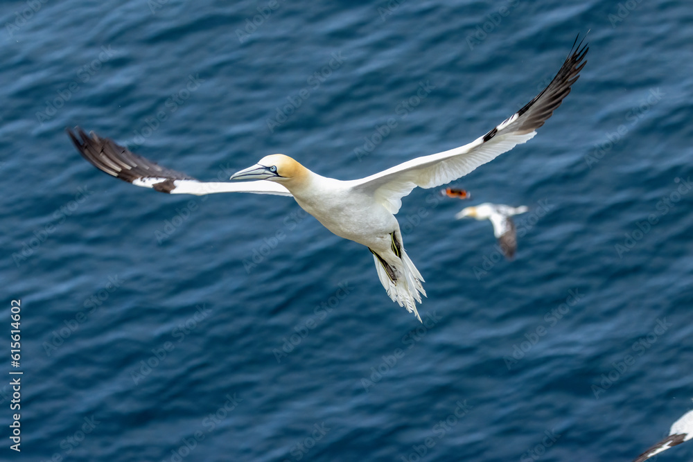 Great northern gannet in flight over the blue ocean Great northern gannet in flight over the blue ocean