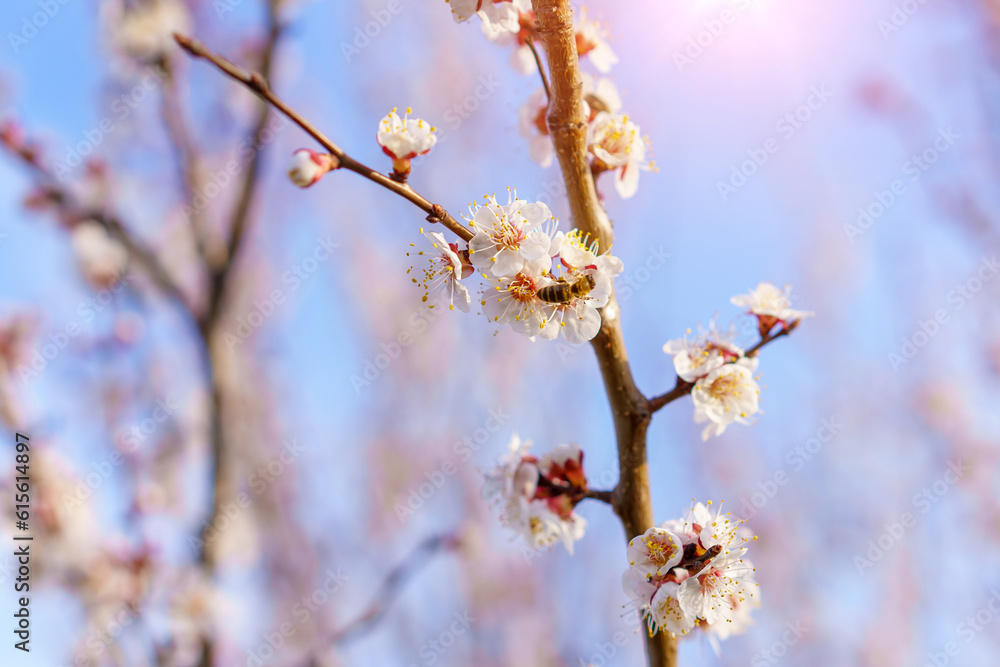 Flowers and flowering trees in early spring, toned. Spring background with copy space Flowers and flowering trees in early spring, toned. Spring background with copy space