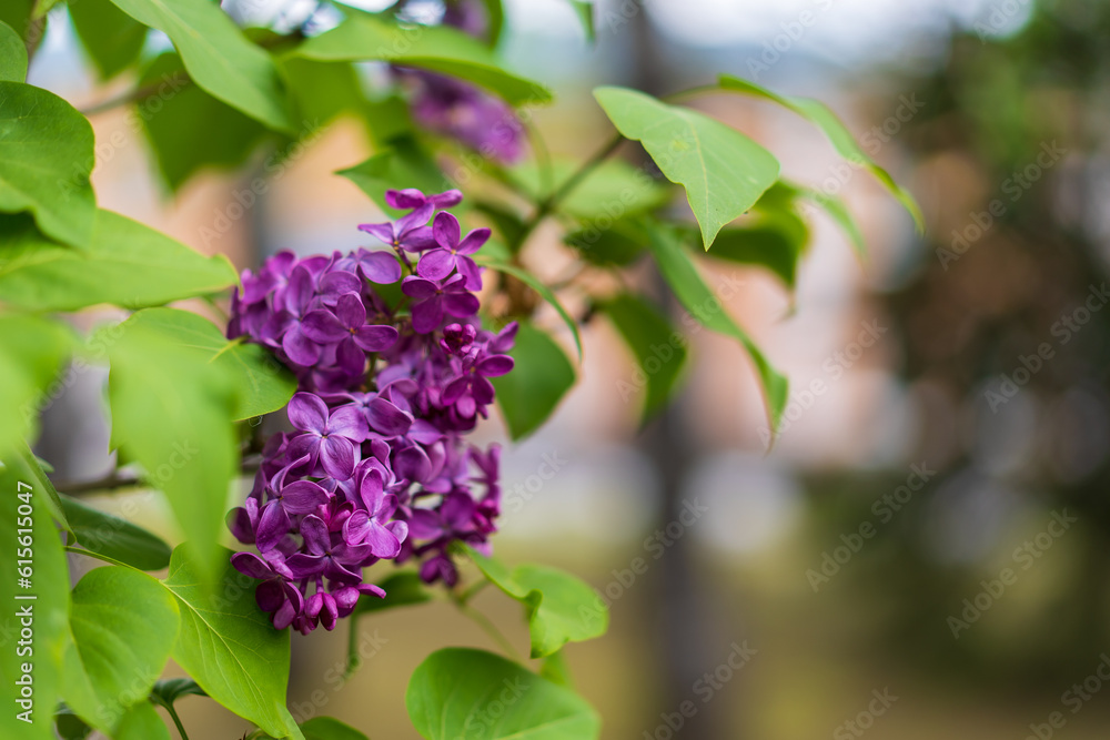 Blooming lilac. Flowers close-up. Background with selective focus and copy space Blooming lilac. Flowers close-up. Background with selective focus and copy space
