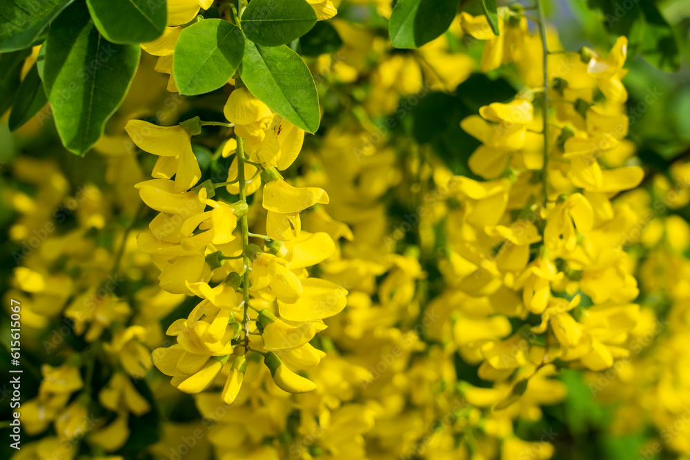 Flowers on the tree Bobovnik or golden rain. Greening the urban environment. Background with selective focus Flowers on the tree Bobovnik or golden rain. Greening the urban environment. Background with selective focus
