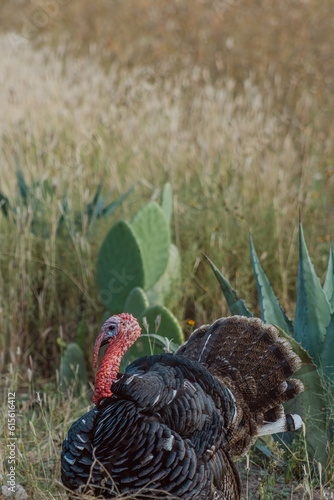 The turkey, a bird of nature, blends with the plant-filled surroundings