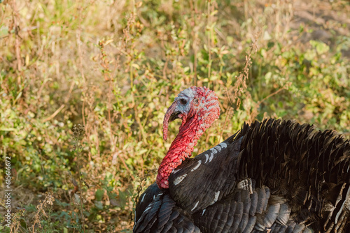 The turkey  a bird of nature  blends with the plant-filled surroundings