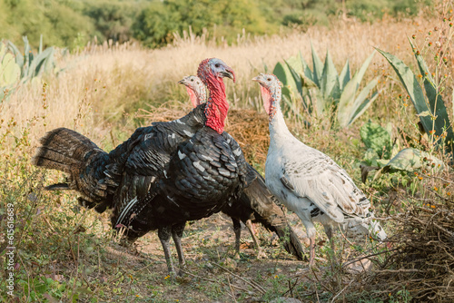 turkeys walking in farm with green grass