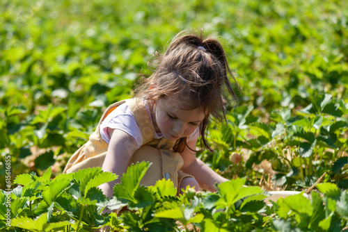 Cute little girl picking strawberries in a field on a sunny summer day