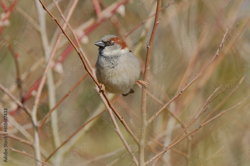 Naklejka premium Sparrow bird 