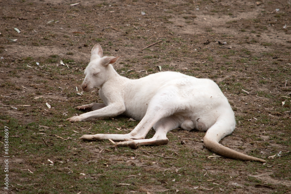 the albino kangaroo is all white with pink eyes, ears and nose. the albino kangaroo is all white with pink eyes, ears and nose.