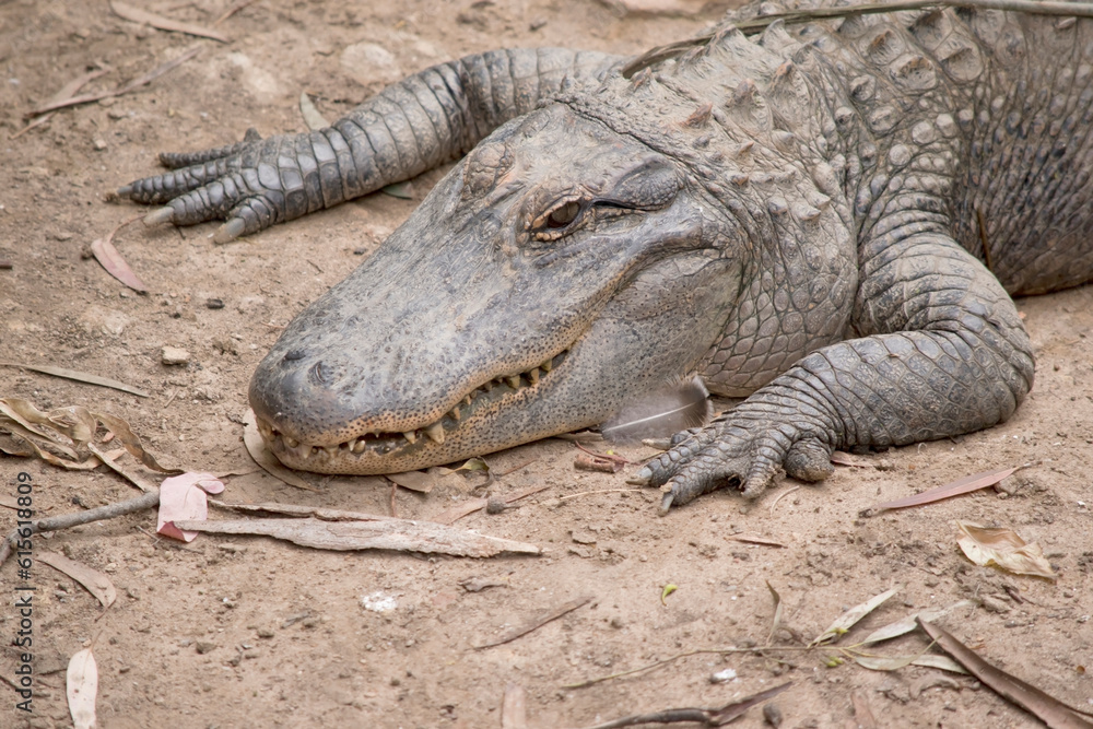 Fototapeta premium Alligators have a long, rounded snout that has upward facing nostrils at the end. Alligators have a long, rounded snout that has upward facing nostrils at the end.
