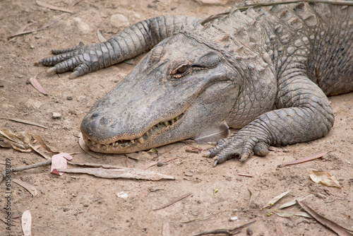 Alligators have a long, rounded snout that has upward facing nostrils at the end. Alligators have a long, rounded snout that has upward facing nostrils at the end.