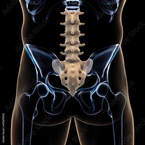 Posterior view of lumbar spine on x-ray background