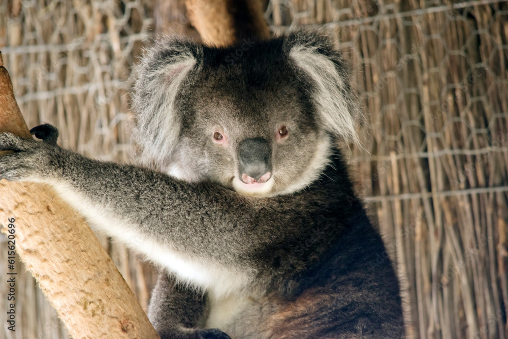 Fototapeta premium this is a close up of a koala