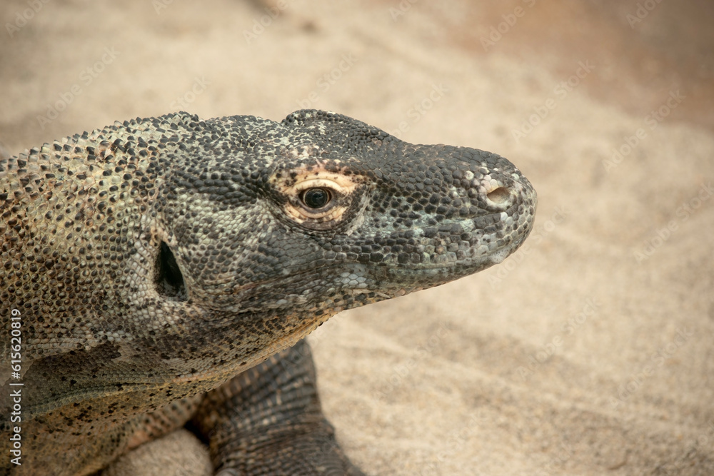 Komodo dragons are large lizards with long tails, strong and agile necks, and sturdy limbs.  Adults are an almost-uniform stone color with distinct, large scales.