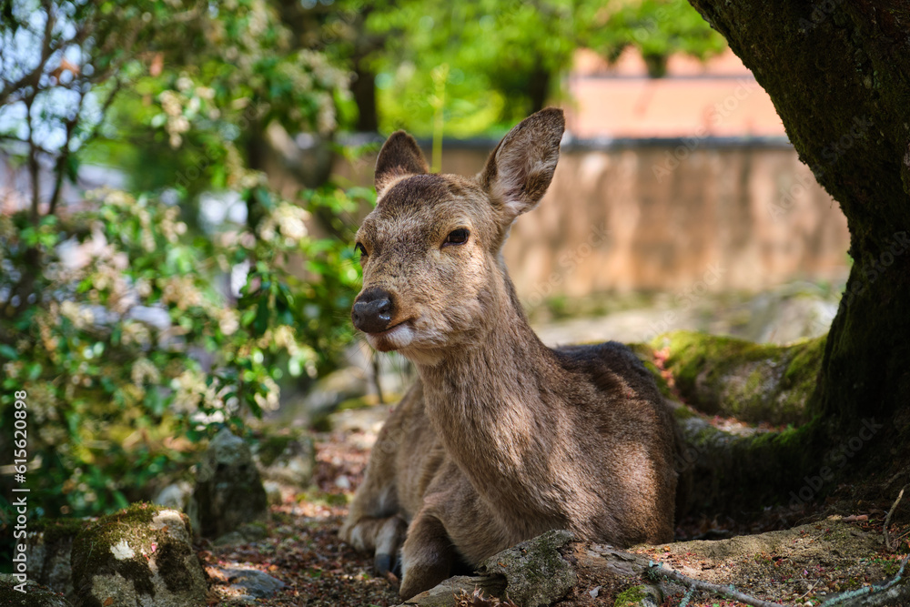 Japanese deer or Nihonjika lying in the shade in a park in Miyajima, Hiroshima, Japan. Japanese deer or Nihonjika lying in the shade in a park in Miyajima, Hiroshima, Japan.