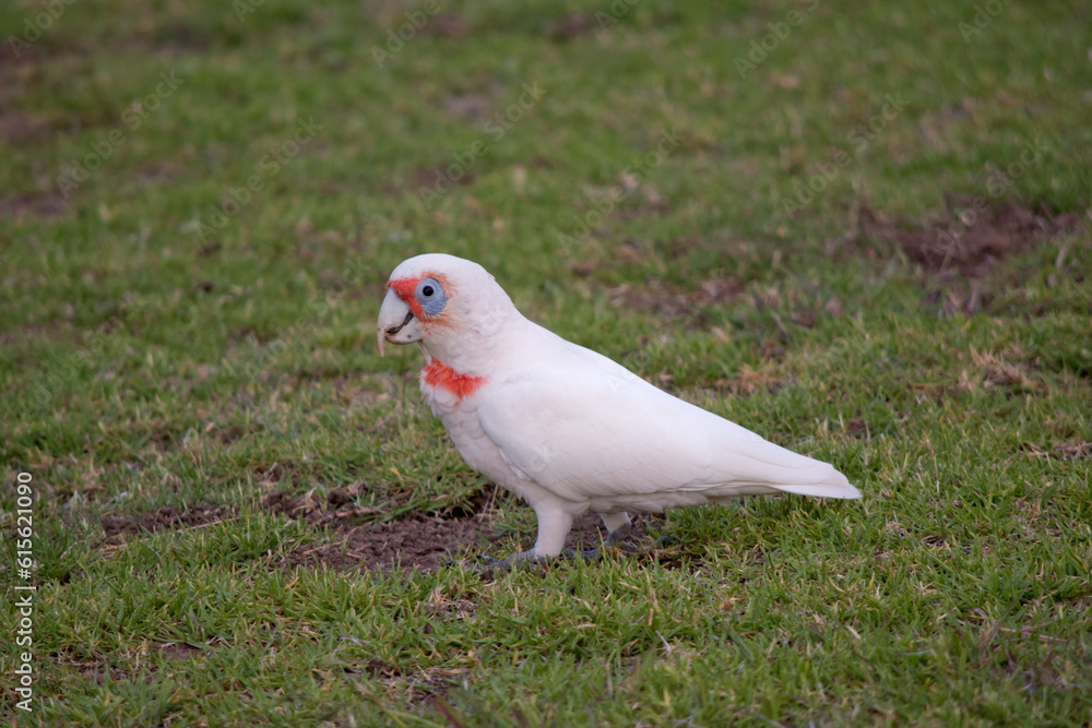 the long beaked corella is looking for food on the grass the long beaked corella is looking for food on the grass