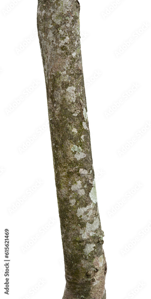 Young tree trunk isolated element