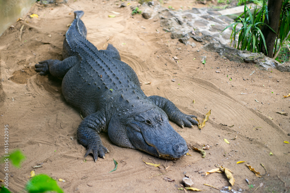 Alligator at La Vanille Nature Park Alligator at La Vanille Nature Park