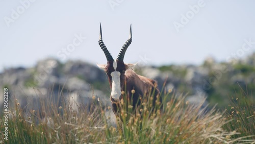 Close up of head of bontebok antelope with big horns at cape point national park photo
