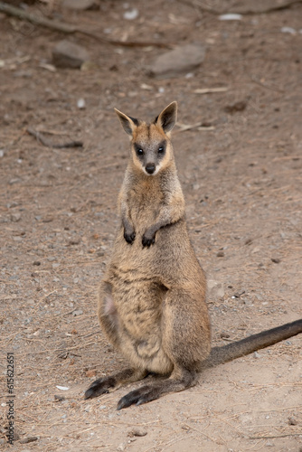 The swamp wallaby has dark brown fur, often with lighter rusty patches on the belly, chest and base of the ears. © susan flashman