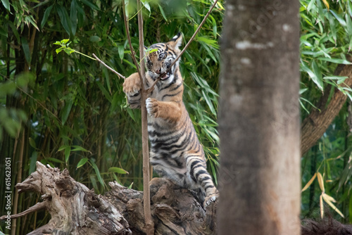 Tiger cubs are born small  blind  and weak. They re born with all their stripes and drink their mother s milk until they are six months old and then only eat meat.