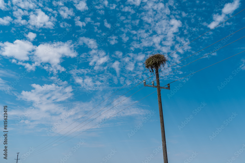 Fototapeta premium Nido Nest Aves Cielo