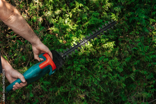 hedge formation.Garden tools and accessories.Plant pruning.Brush cutter in male hands on thuja brabant background in a sunny summer green garden.