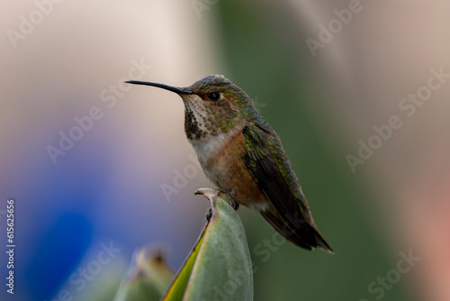 hummingbird in flight