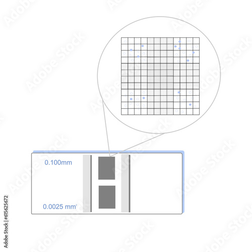 The picture shows the target cells on grid line of hemocytometer or the counting chamber for cell counting under microscope in science research.