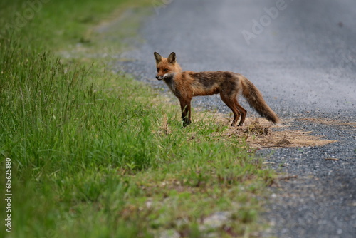 Sly Fox on the Prowl