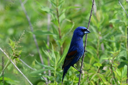 Blue Grosbeak Taking in the View