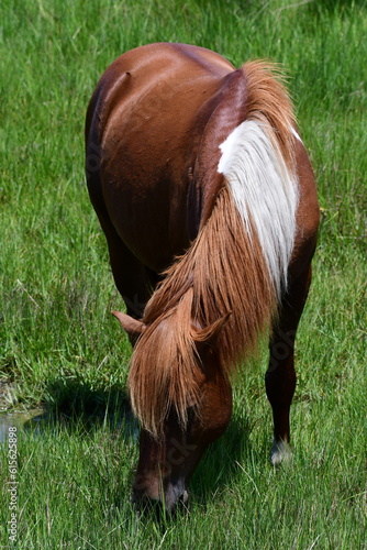 Horse Nibbling Grass