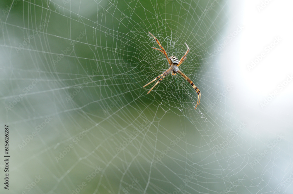 Spinne Spinne