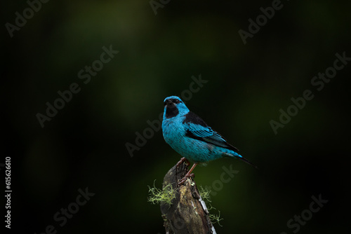 Blue bird portrait. Blue dacnis or turquoise honeycreeper (Dacnis cayana). 