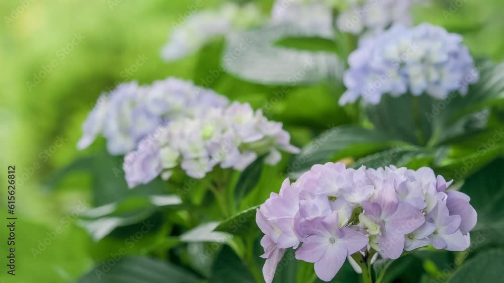風に揺れる淡い色のアジサイの花 風に揺れる淡い色のアジサイの花