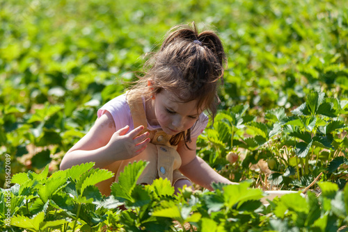 little girl picking strawberries in the field on a sunny summer day.