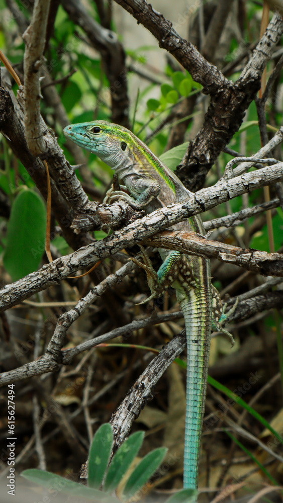 lizard on the tree lizard on the tree