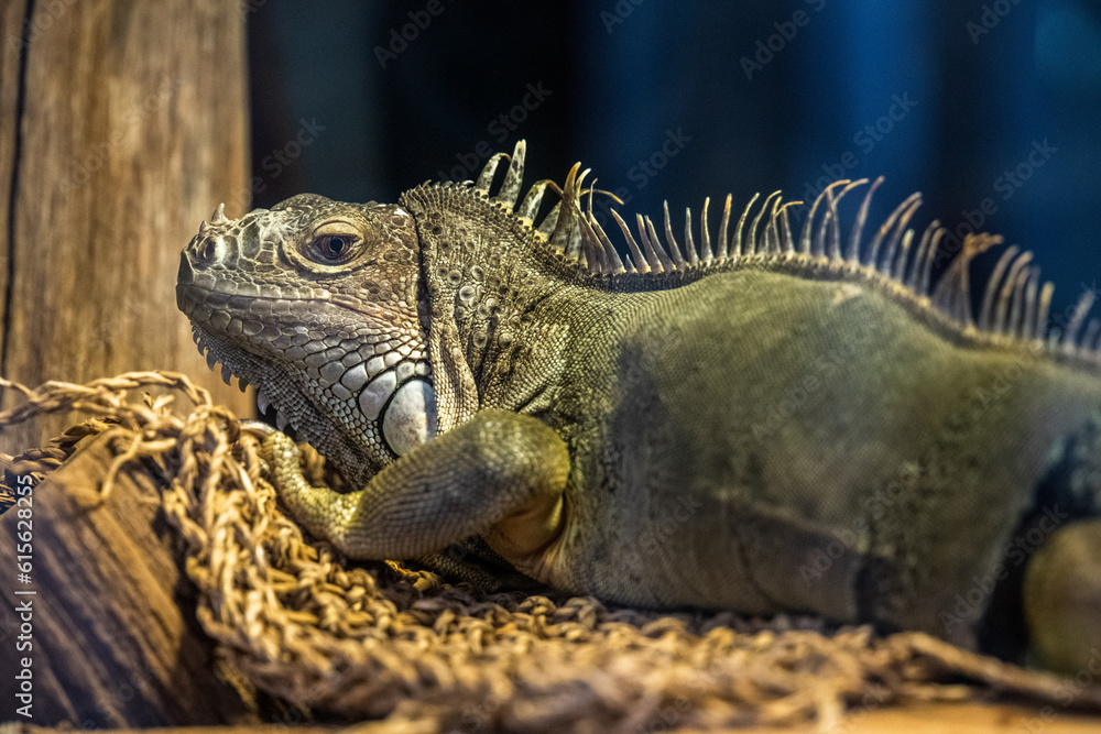 Fototapeta premium island land iguana