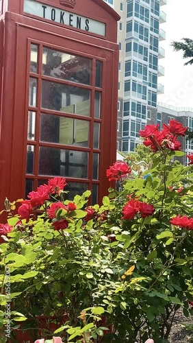 Old red telephone booth by fresh red rose bush in the park. 4K, UHD 2160 × 3840 photo