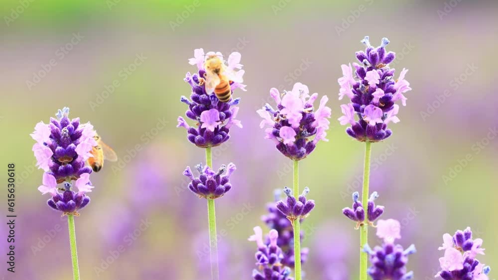 honey bee and lavender flowers honey bee and lavender flowers