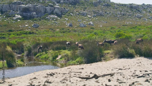 Herd of bontebok antelopes with stream in grass with bach and mountain in background at cape point national park photo