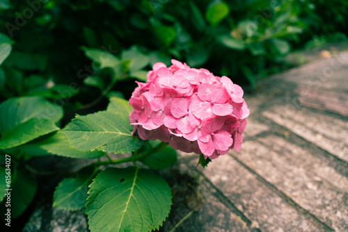 ビンテージを感じる紫陽花
