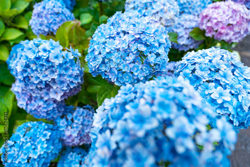 華やかな紫陽花