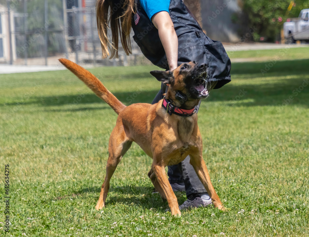 A Belgian Malinois going through training A Belgian Malinois going through training